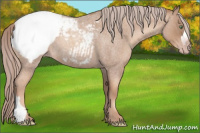 Horse Color:Gray Gold Cream Champagne Roan Snowcap 