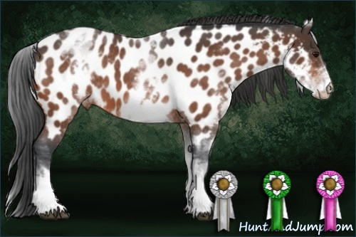 Horse Color:White Spotted Brown Roan Near Leopard 