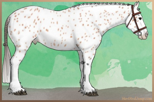 Horse Color:Bay Roan Splash Leopard Rabicano 