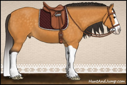 Horse Color:Buckskin Splash 