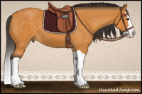Horse Color:Buckskin Splash 