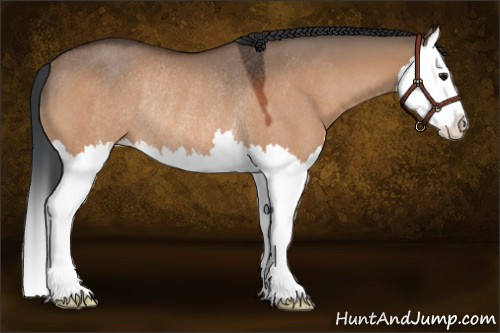 Horse Color:Bay Dun Splash Rabicano 