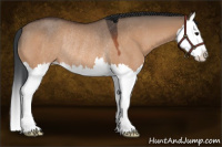 Horse Color:Bay Dun Splash Rabicano