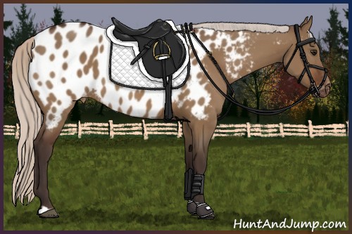 Horse Color:Silver Bay Dun Appaloosa 
