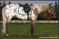 Horse Color:Silver Bay Dun Appaloosa