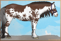 Horse Color:Bay Splash