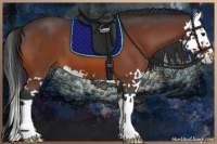 Horse Color:Bay Splash 