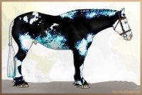 Horse Color:Cremello Roan Sabino Appaloosa
