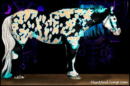 Horse Color:Palomino Appaloosa Rabicano 