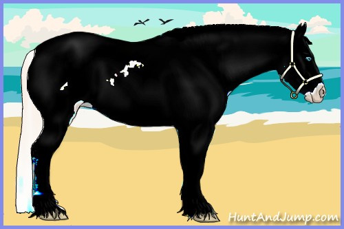 Horse Color:Palomino Pearl Sabino Appaloosa 