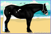 Horse Color:Palomino Pearl Sabino Appaloosa 