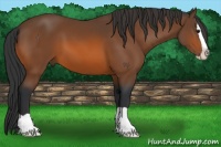 Horse Color:Bay Splash 