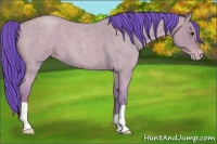 Horse Color:Watercolor Classic Champagne Roan 