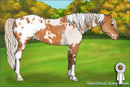 Horse Color:White Spotted Silver Bay Appaloosa 