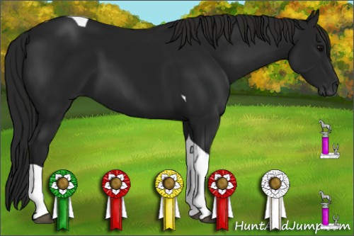 Horse Color:Gray Black Tobiano 