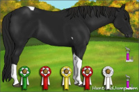 Horse Color:Gray Black Tobiano 