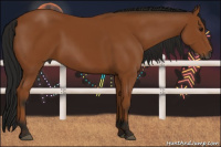 Horse Color:Gray Bay 