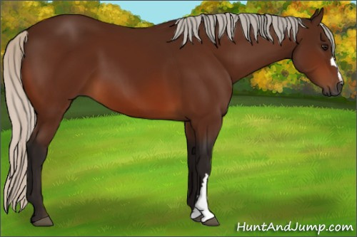 Horse Color:Gray Silver Bay 