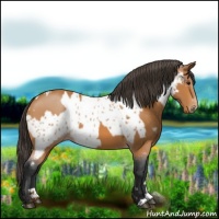 Horse Color:Bay  and Bay Near Leopard 