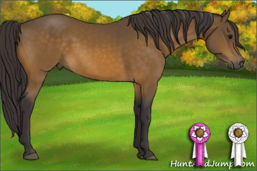 Horse Color:Buckskin 