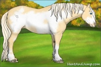 Horse Color:Palomino Dun Frame Appaloosa Rabicano 
