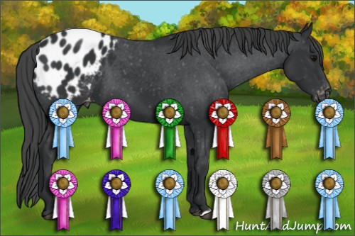 Horse Color:Black Appaloosa 