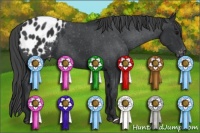 Horse Color:Black Appaloosa