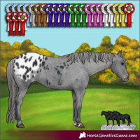 Horse Color:Black Appaloosa 