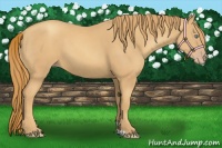Horse Color:Gold Champagne