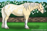 Horse Color:Palomino Appaloosa 