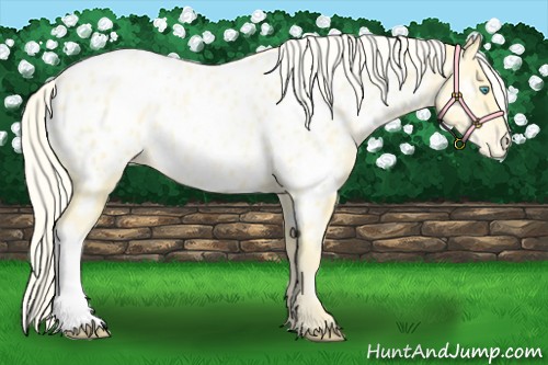 Horse Color:Palomino Pearl Appaloosa 