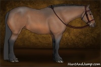 Horse Color:Buckskin Roan 