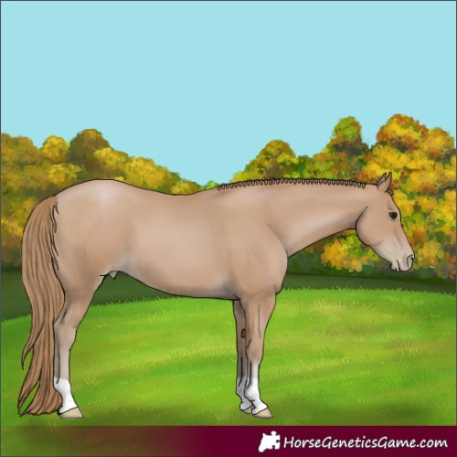 Horse Color:Black Pearl
