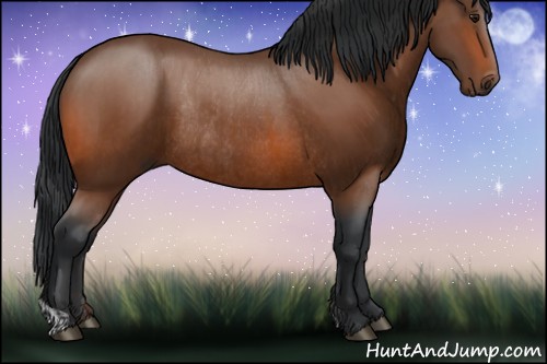 Horse Color:Bay and Bay Rabicano