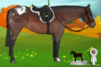 Horse Color:Brown Appaloosa 