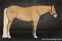 Horse Color:Palomino 