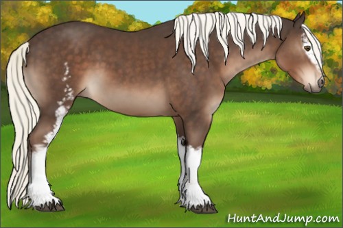 Horse Color:White Spotted Liver Chestnut