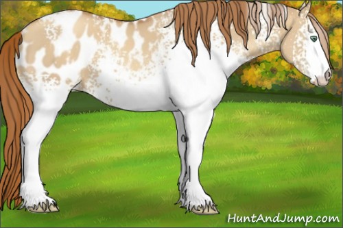 Horse Color:White Spotted Gold Champagne Dun Appaloosa 