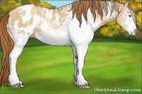 Horse Color:White Spotted Gold Champagne Dun Appaloosa 