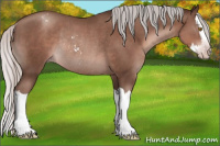 Horse Color:Gray Silver Classic Champagne Sabino Splash Appaloosa Rabicano 