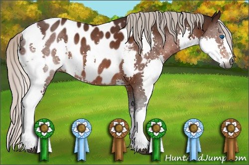 Horse Color:Gray Silver Brown Roan Splash Appaloosa 
