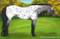 Horse Color:White Spotted Blue Roan Appaloosa