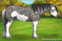 Horse Color:Grullo Ice Roan Splash Frame