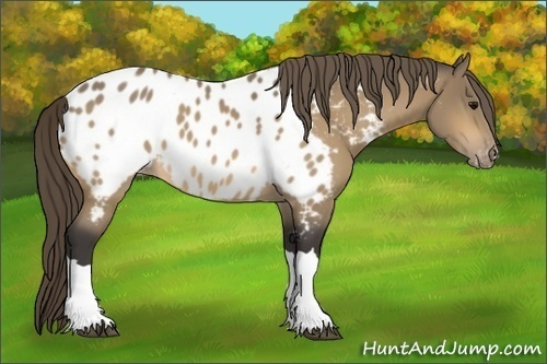 Horse Color:Buckskin Appaloosa