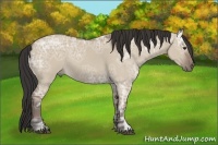 Horse Color:Bay Ice Dun Sabino Rabicano 