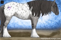 Horse Color:White Spotted Grullo Roan Appaloosa
