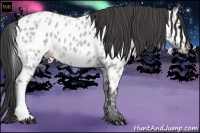 Horse Color:Grullo Ice Roan Appaloosa
