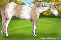 Horse Color:White Spotted Red Dun 