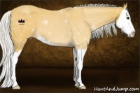 Horse Color:Silver Buckskin Splash