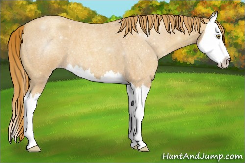 Horse Color:Gold Champagne Roan Splash 